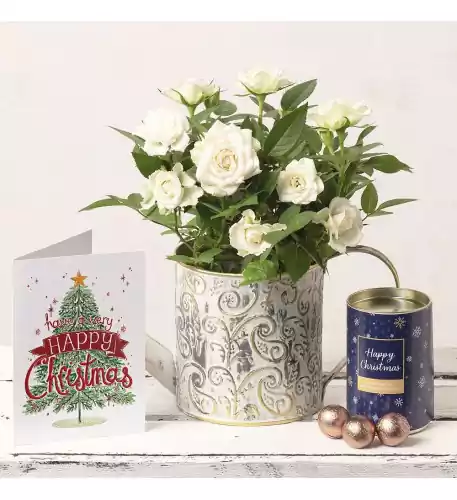 White Rose Christmas Gift