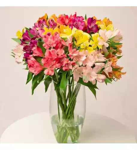 Rainbow Alstroemeria