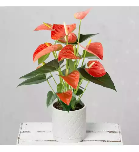 Coral Anthurium