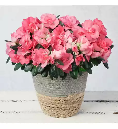 Pink Azalea in Jute Pot