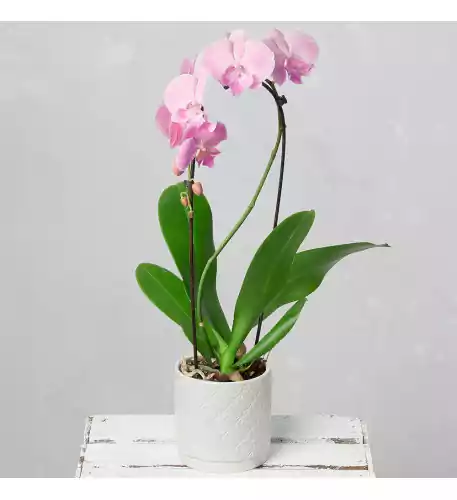 Cascade Phalaenopsis Orchid