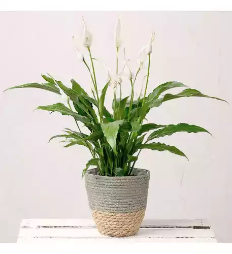 Peace Lily Plant