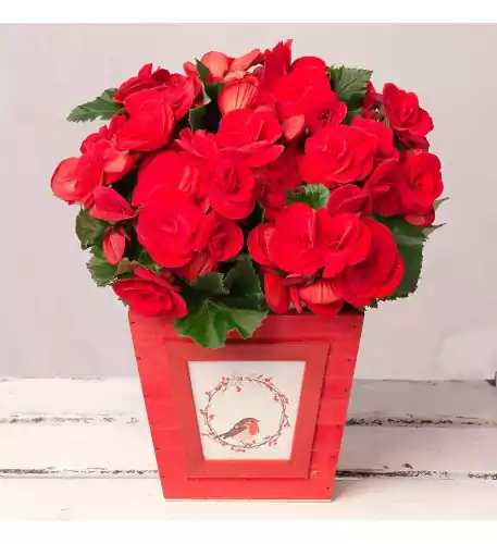 Christmas Red Begonia