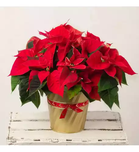 Christmas Poinsettia