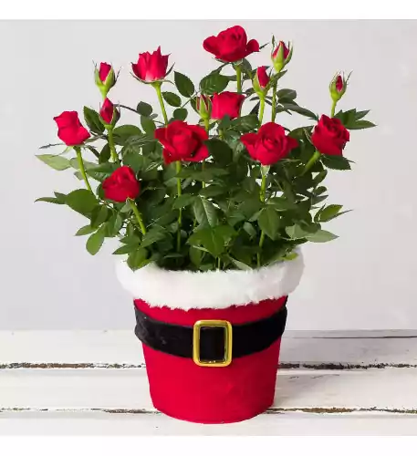 Red Rose in Santa Pot