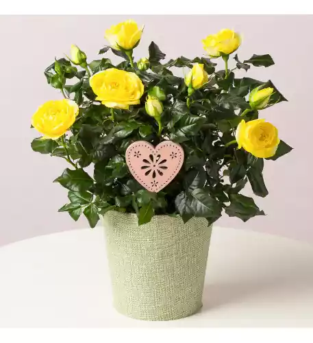 Yellow Rose in Textured Pot