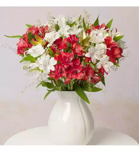 Christmas Alstroemeria