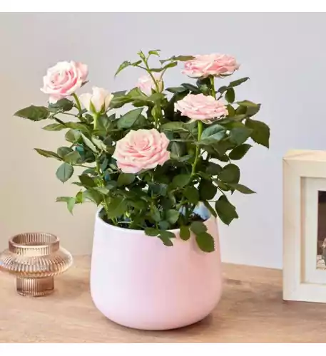 Pretty in Pink Rose in Ceramic Pretty in Pink Rose in Ceramic