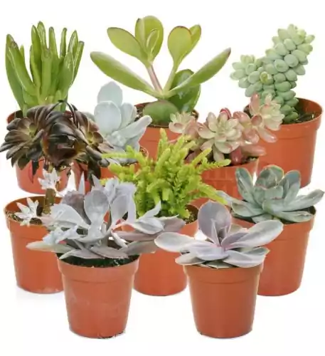 Succulent Mix (10 Plants)