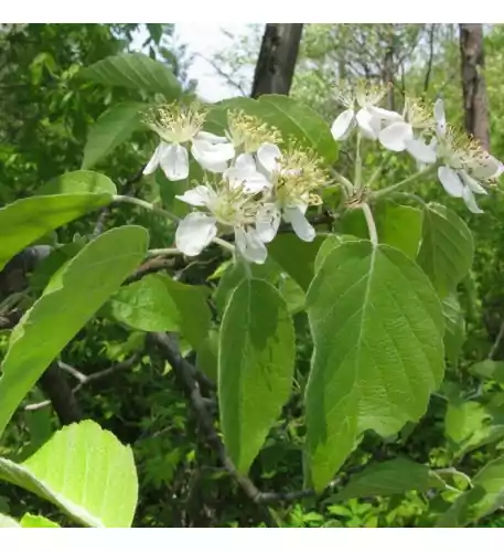 Malus Tschonoskii Tree