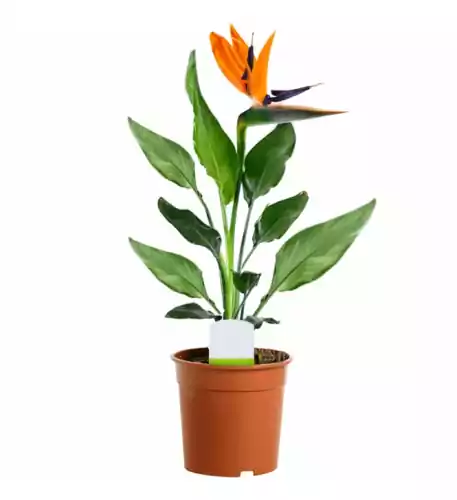 Strelitzia In 12Cm Pot