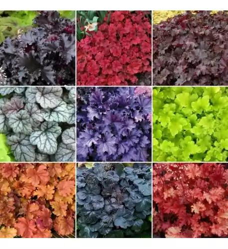 Heuchera Mix (10 Plants) Heuchera Mix (10 Plants)