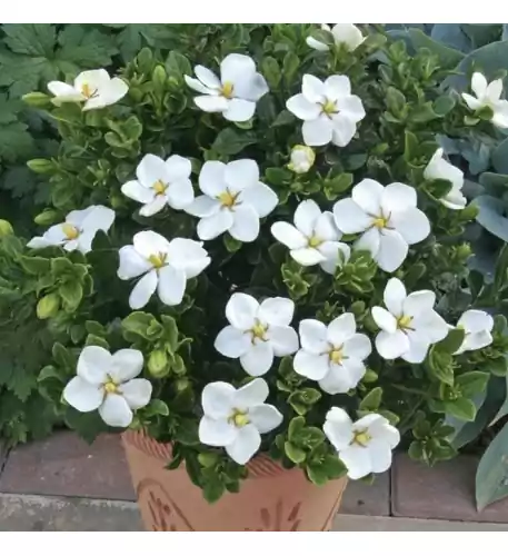 Gardenia Jasminoides Kleim's Hardy