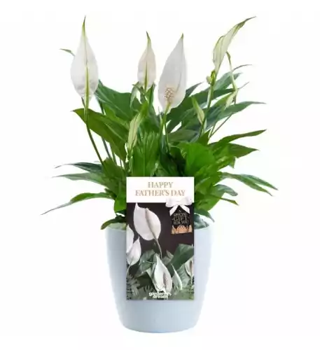 Happy Fathers Day Peace Lily - Gift for Dad