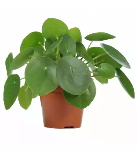 Pilea Peperomioides - Chinese Money Plant