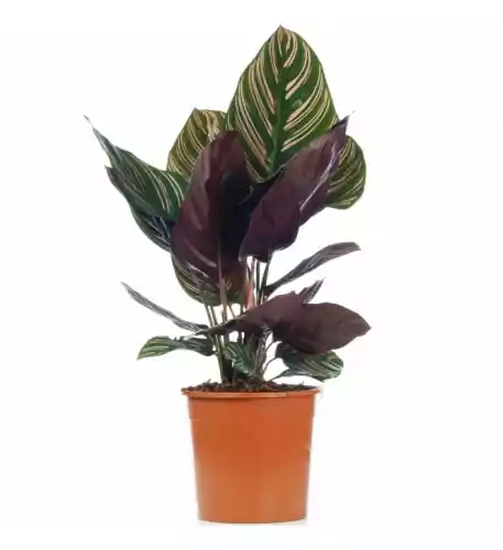 Calathea Ornata