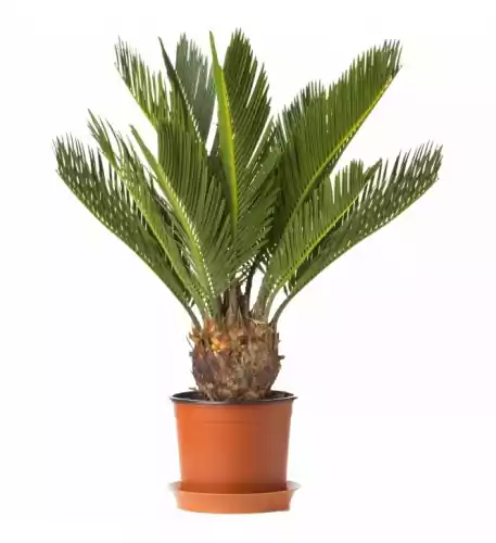 Cycas Revoluta