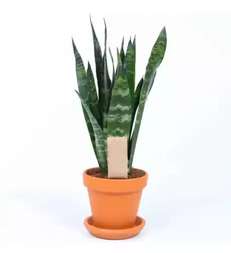 Sansevieria Black Coral - Snake Plant