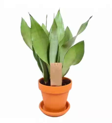 Sansevieria Moonshine - Snake Plant