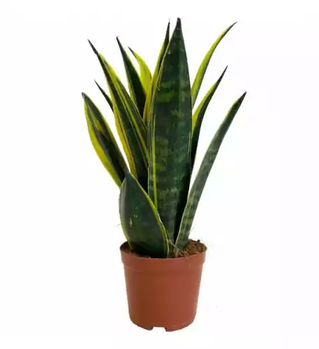 Sansevieria Golden Flame - Snake Plant