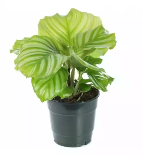 Calathea Orbifolia