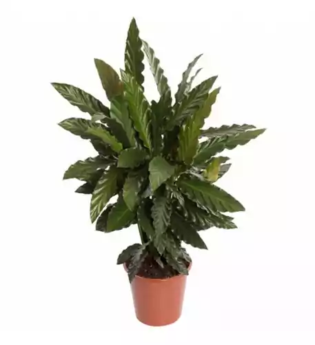 Calathea Blue Grass