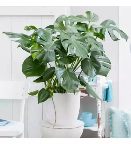 Swiss Cheese Plant - Monstera Deliciosa