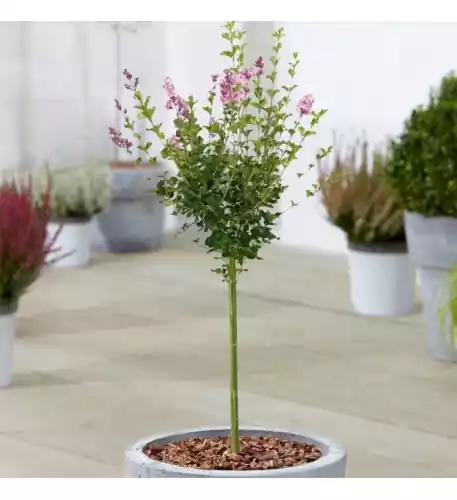 Syringa Palibin Patio Tree