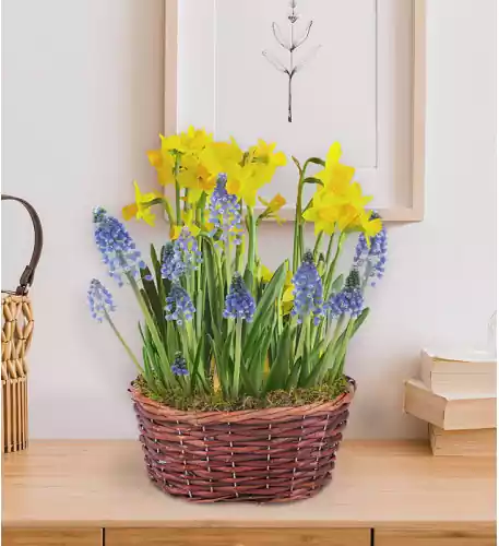 Tete a Tete Bulb Planter