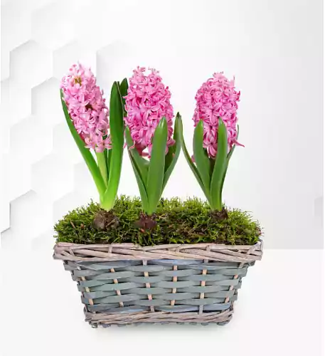 Mum's Hyacinth Basket